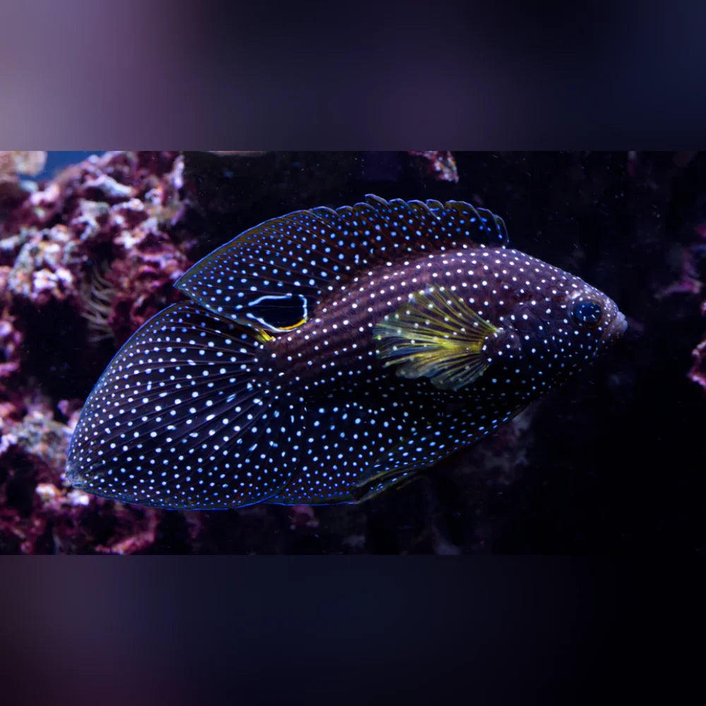 Marine Betta Grouper