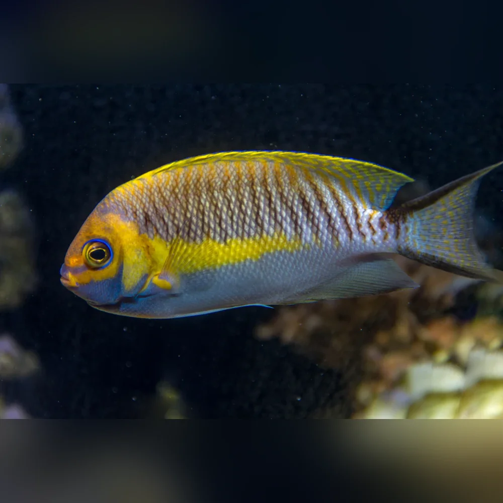 Masked Swallowtail Angelfish