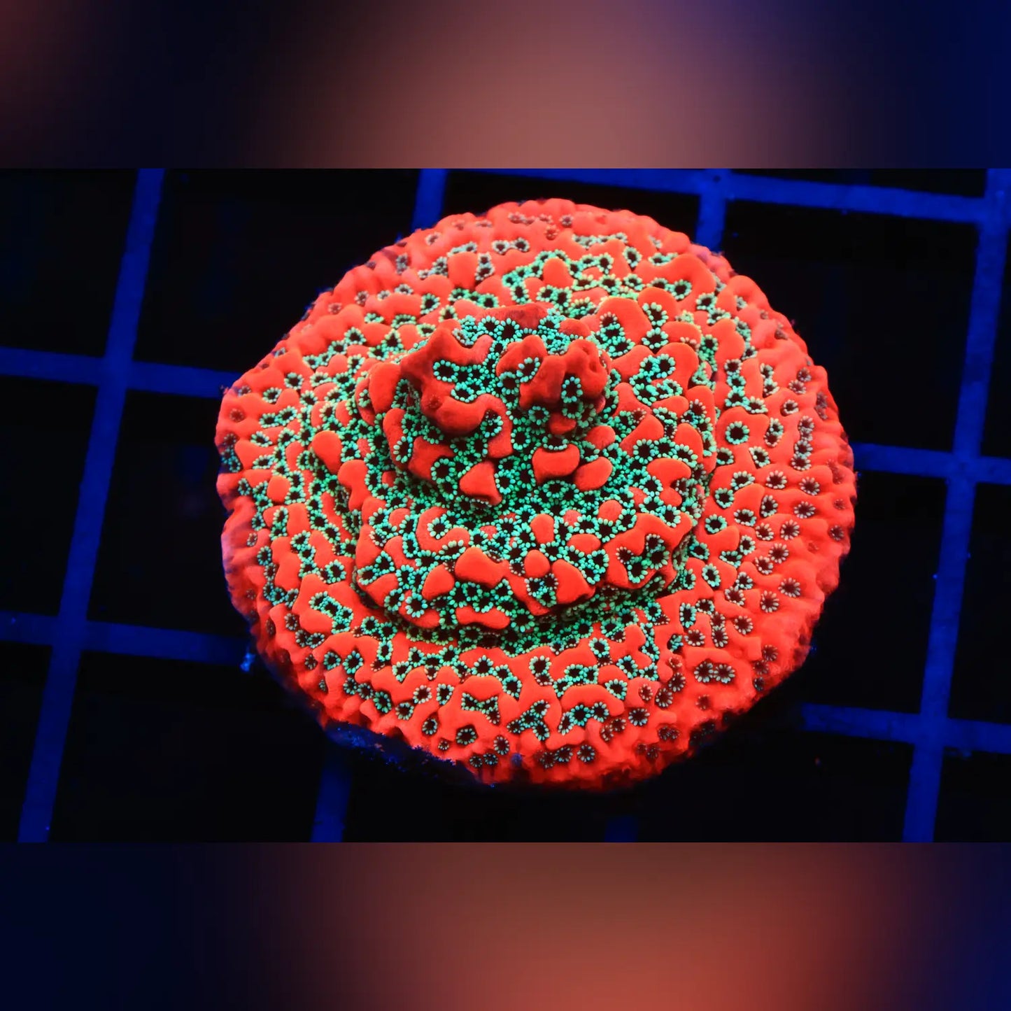Megatron Montipora