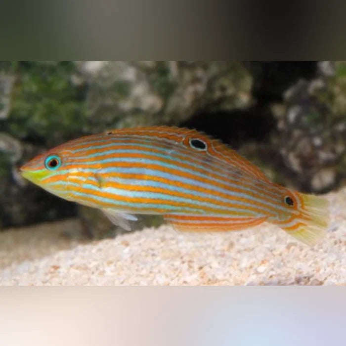 Melanurus Wrasse