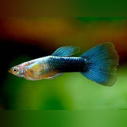 Male Metallic Blue Guppy