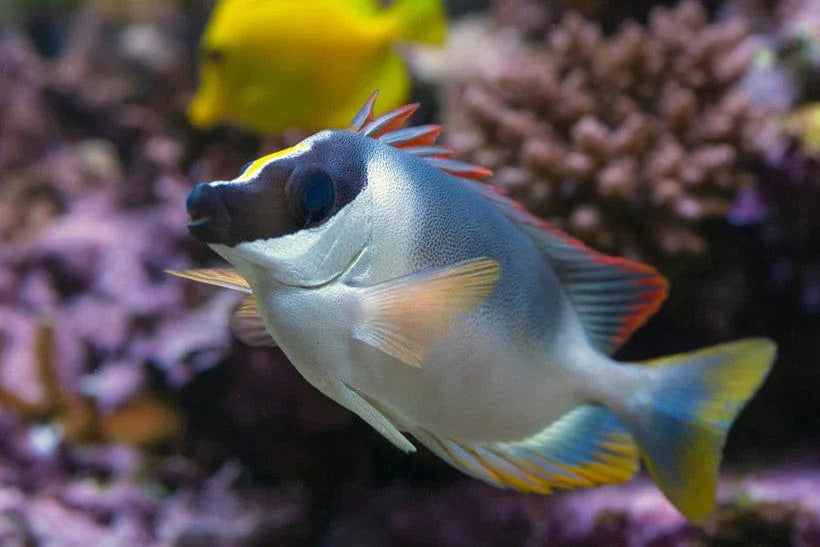 Metallic Foxface Rabbitfish