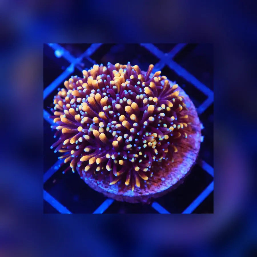 Mother Of All Galaxea