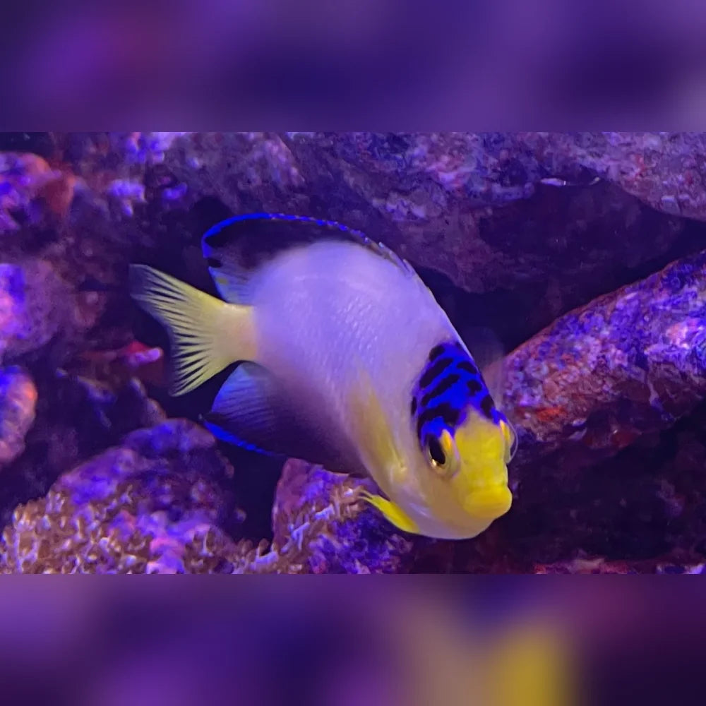 Colorful fish swimming in an aquarium with purple lighting