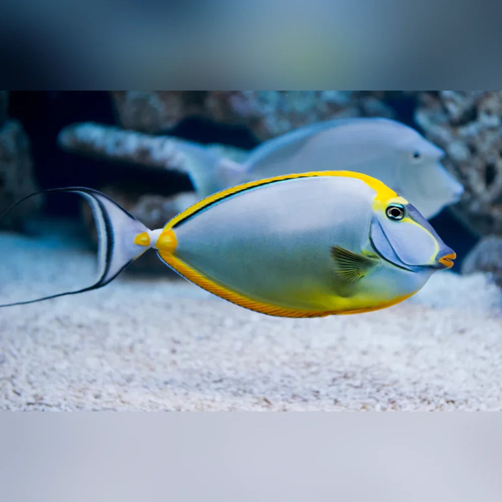 Colorful fish swimming in an aquarium with coral in the background