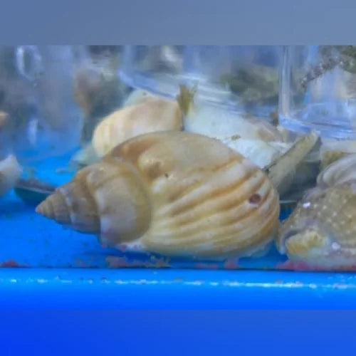 Nassarius Snail