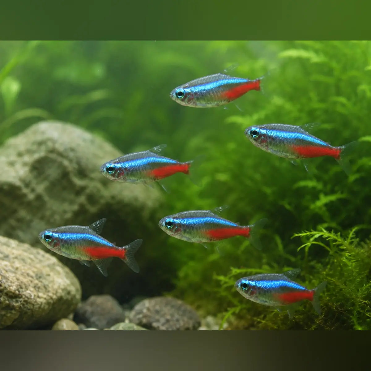 Neon Tetra (School of 6)