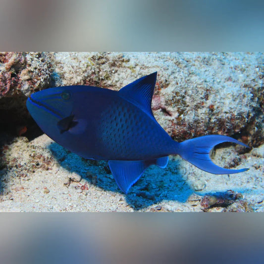 Niger Triggerfish