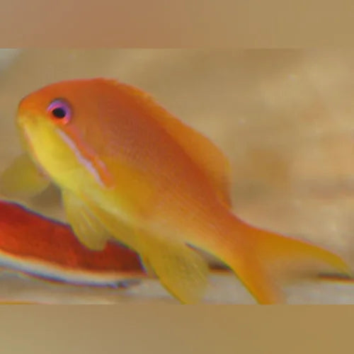 Lyretail Anthias