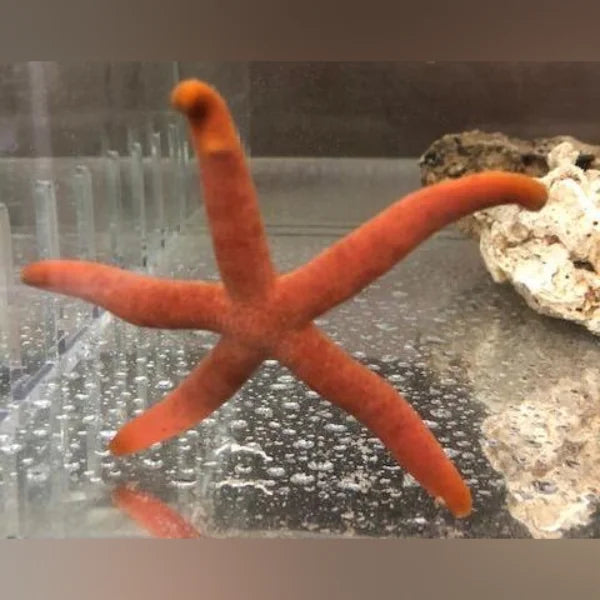 Orange Linckia Starfish