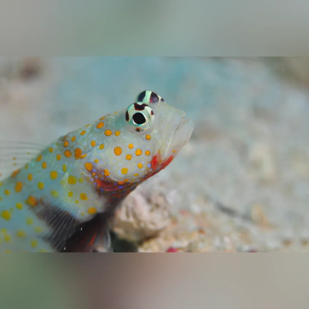 Orange Spot Watchman Goby