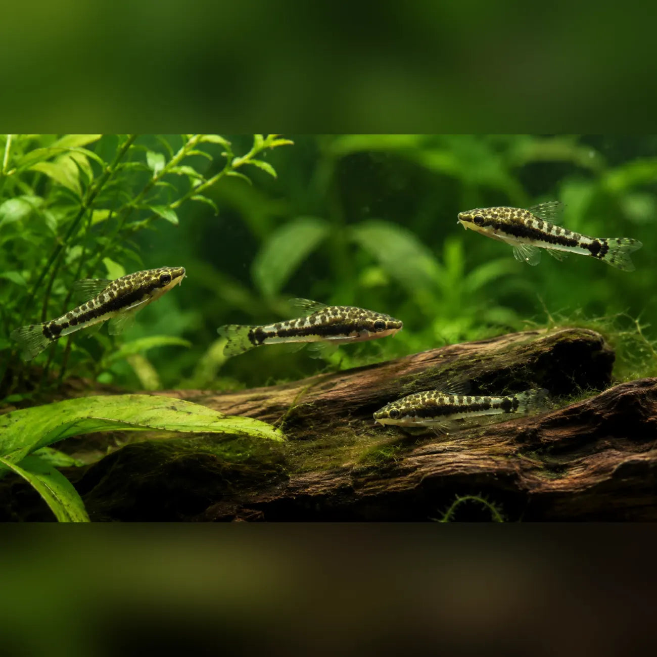 Otocinclus Algae Eater (Cleaning Crew of 4)