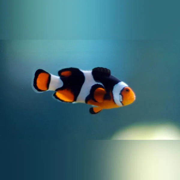 A single Picasso Clownfish swimming in a blue aquatic environment.