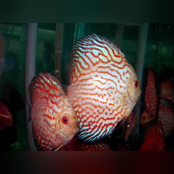Pigeon Blood Discus