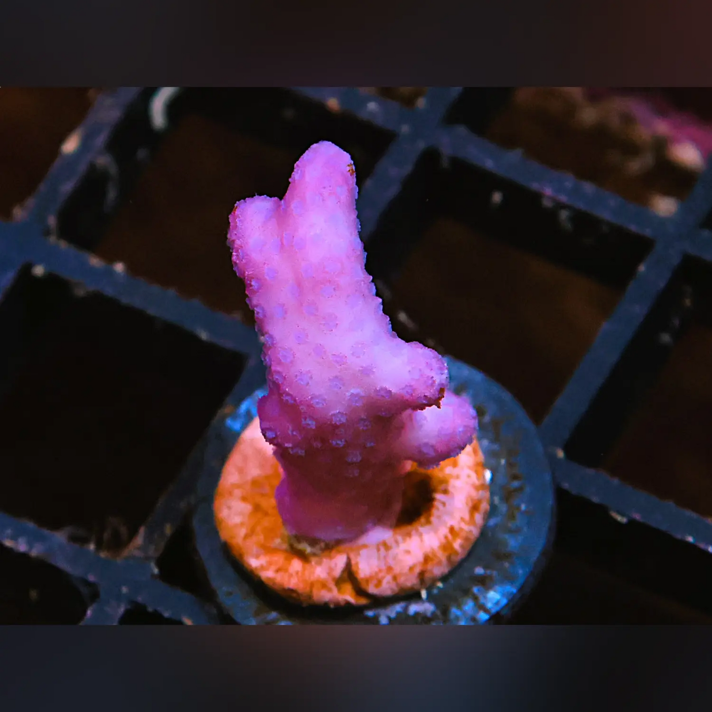 Pink Flamingo Stylophora