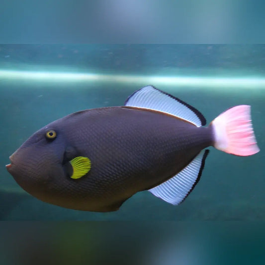 Pinktail Triggerfish