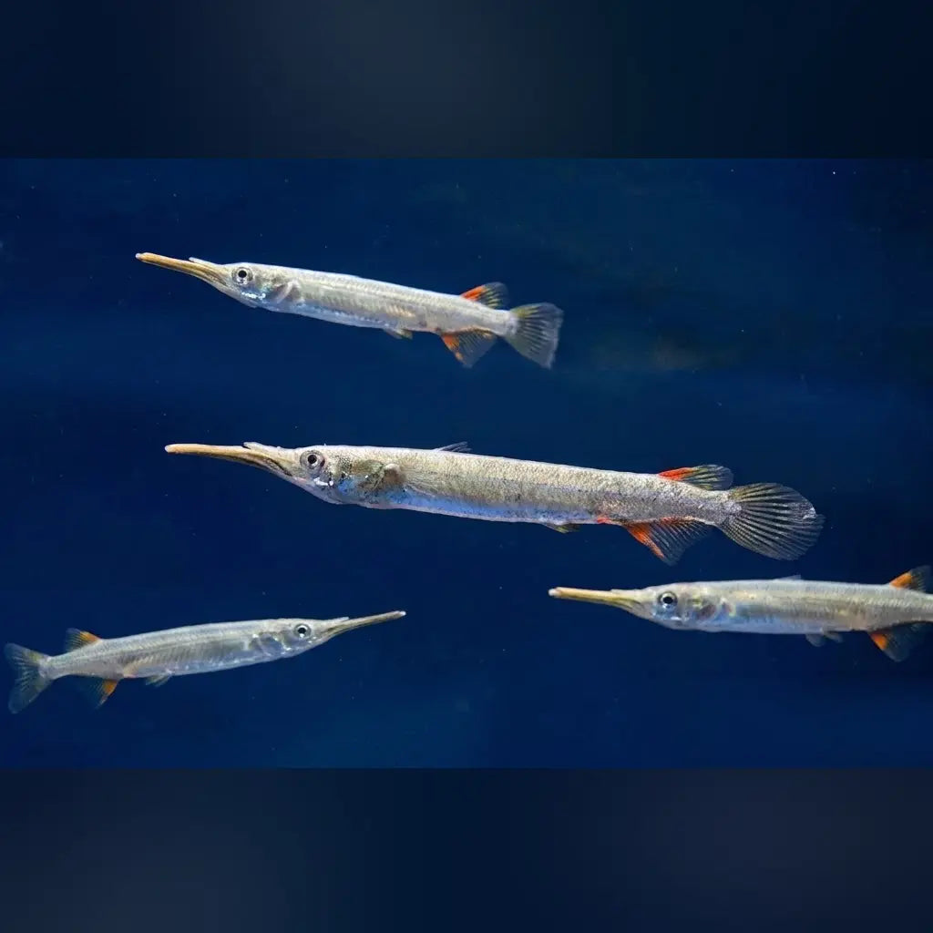 Platinum Half Beak (Group of 4)