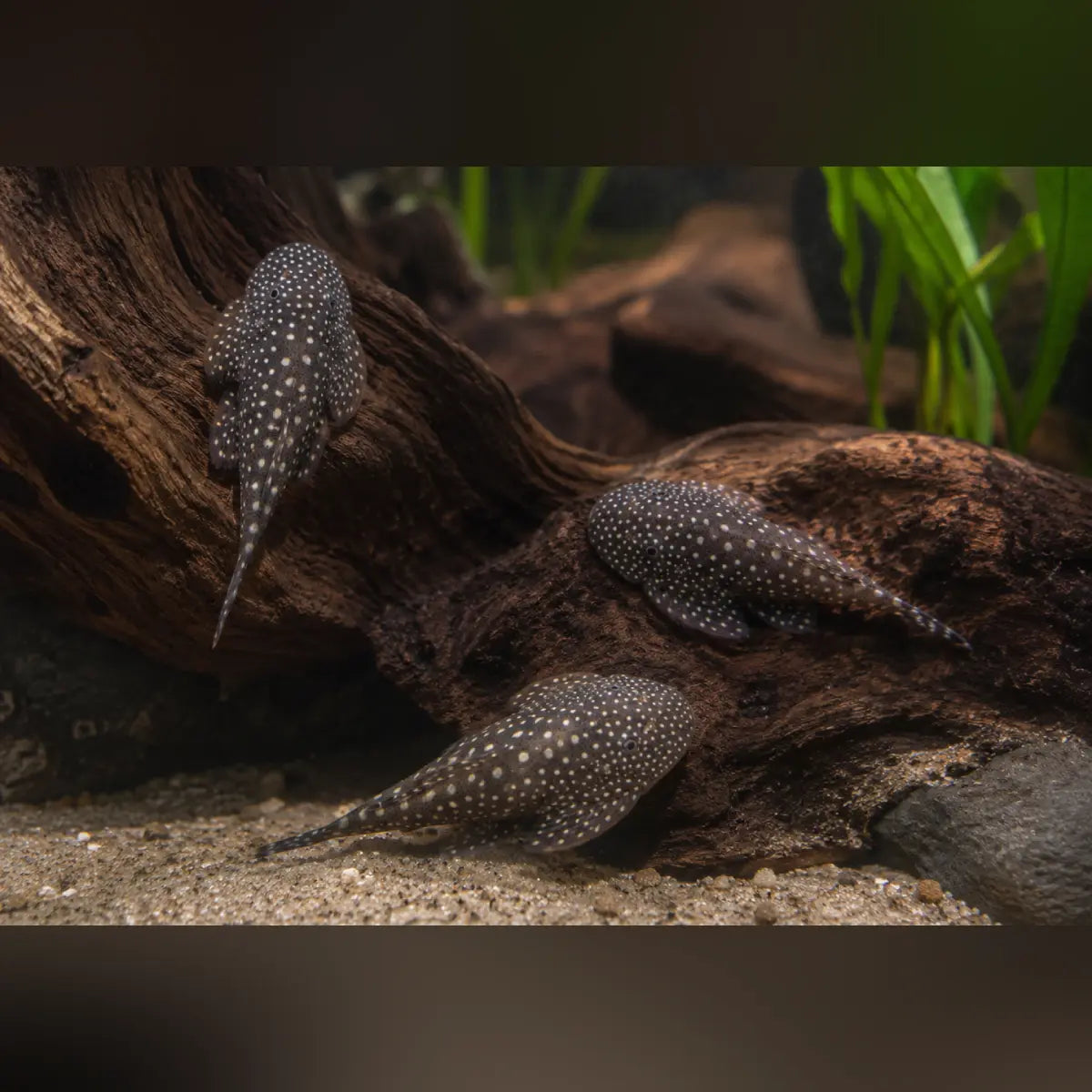 Polka Dot Hillstream Loach (3-Pack)