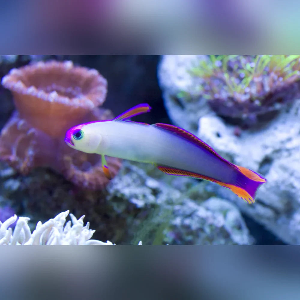 Firefish Goby swimming with soft corals in the background