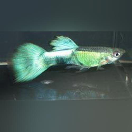 Male Purple Haze Guppy