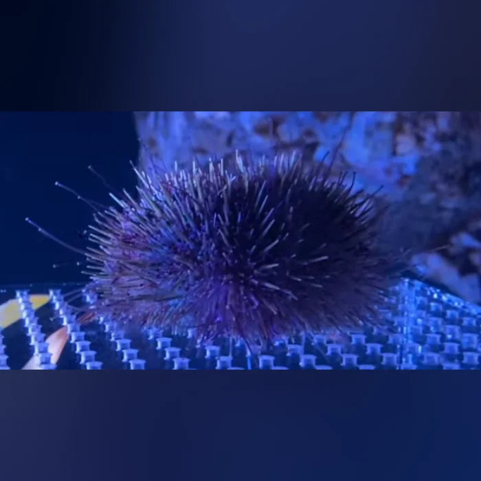 Purple Urchin