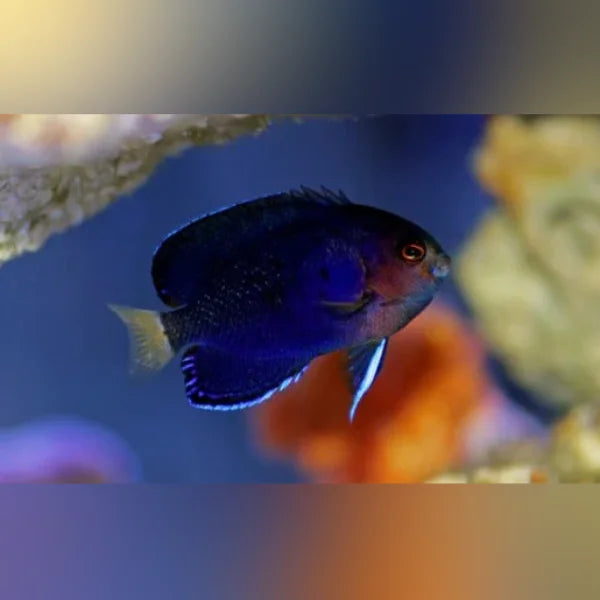 Pygmy Angelfish with red eye in an aquarium setting