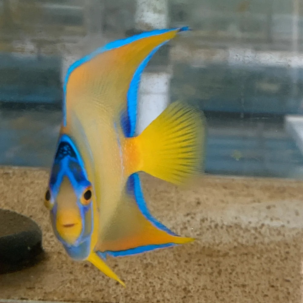 Colorful fish swimming in an aquarium with a blurred background