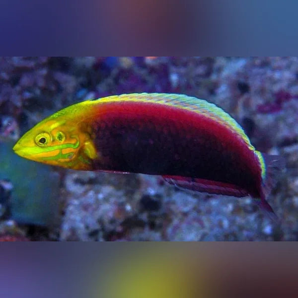 Colorful fish with red and yellow body against a blurred underwater background