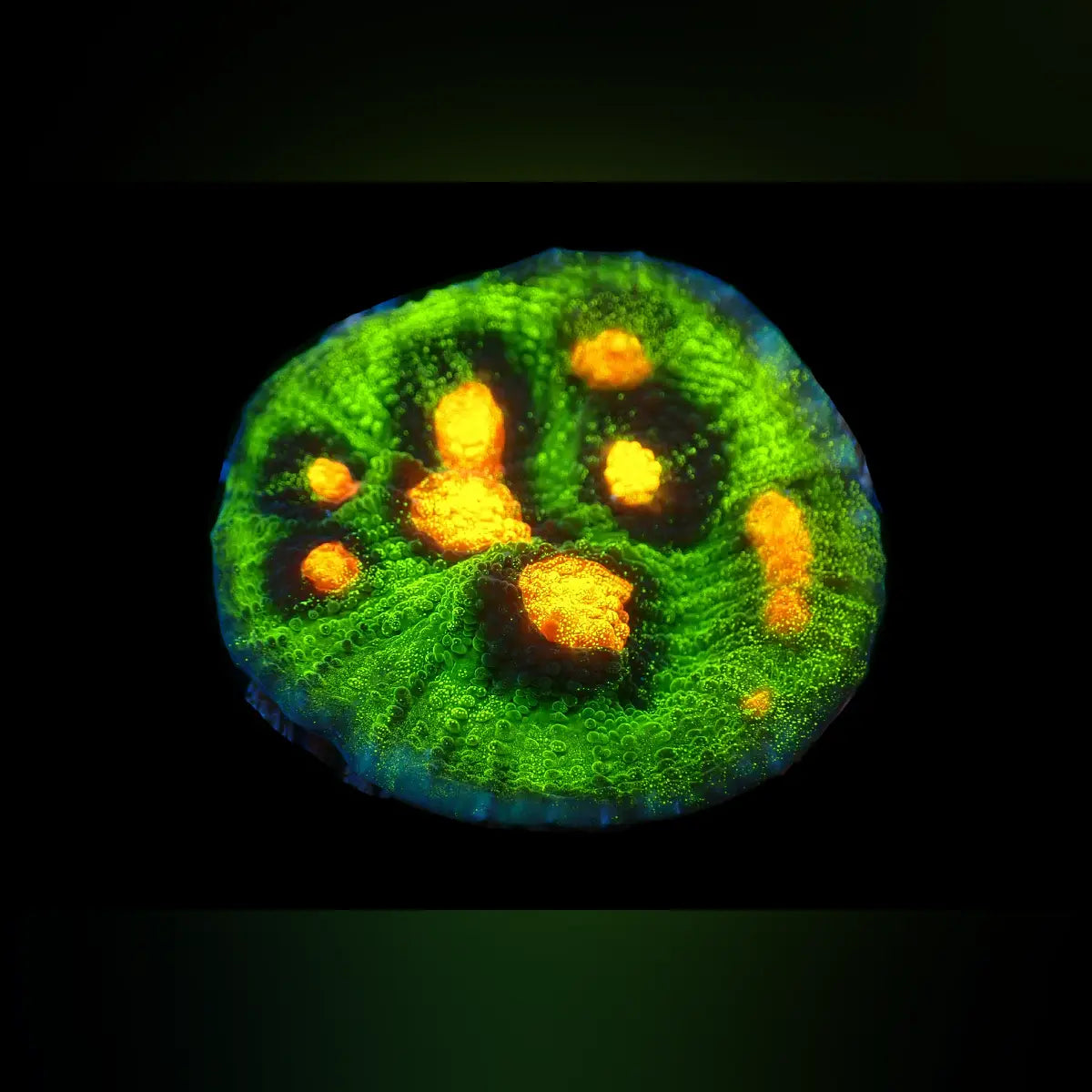 Raja Rampage Chalice