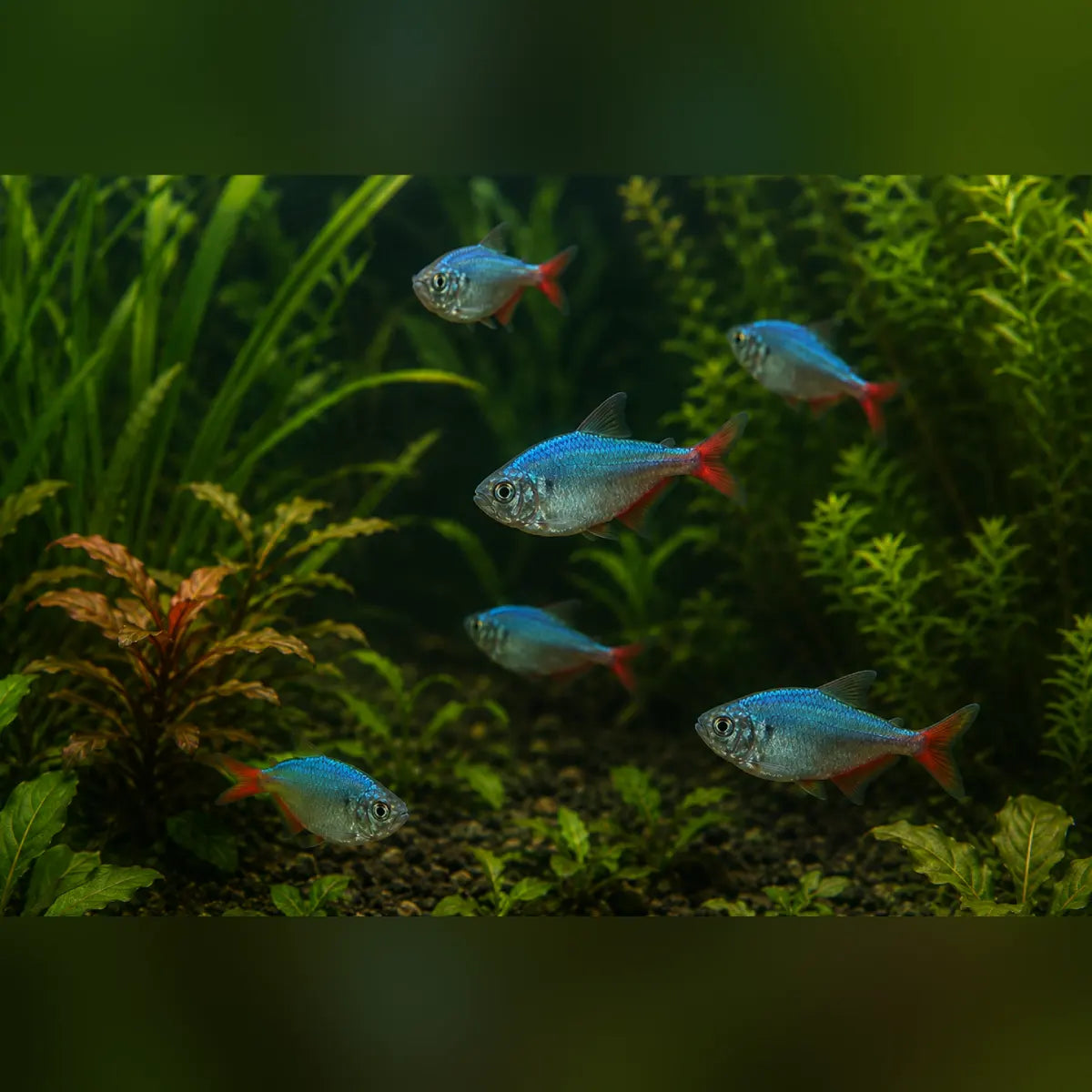 Red Blue Colombian Tetra (School of 6)