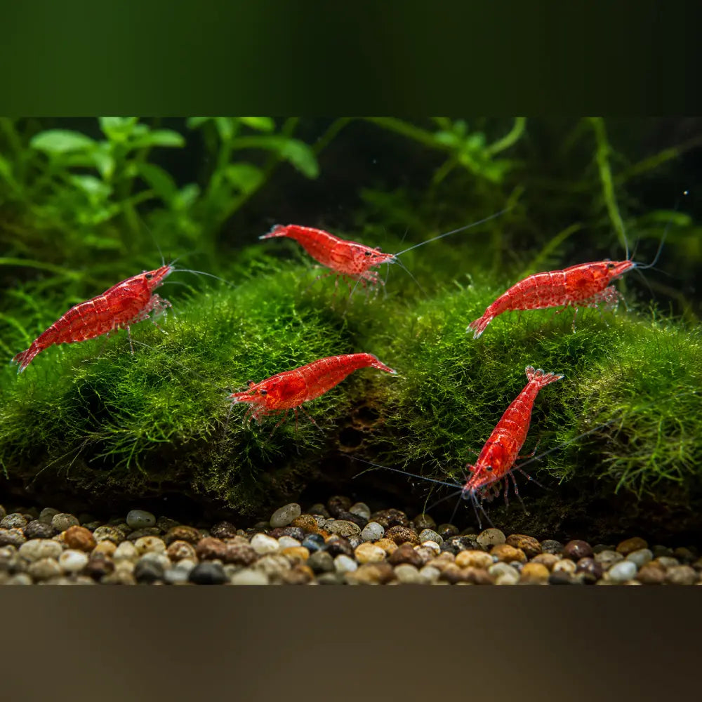 Red Cherry Shrimp