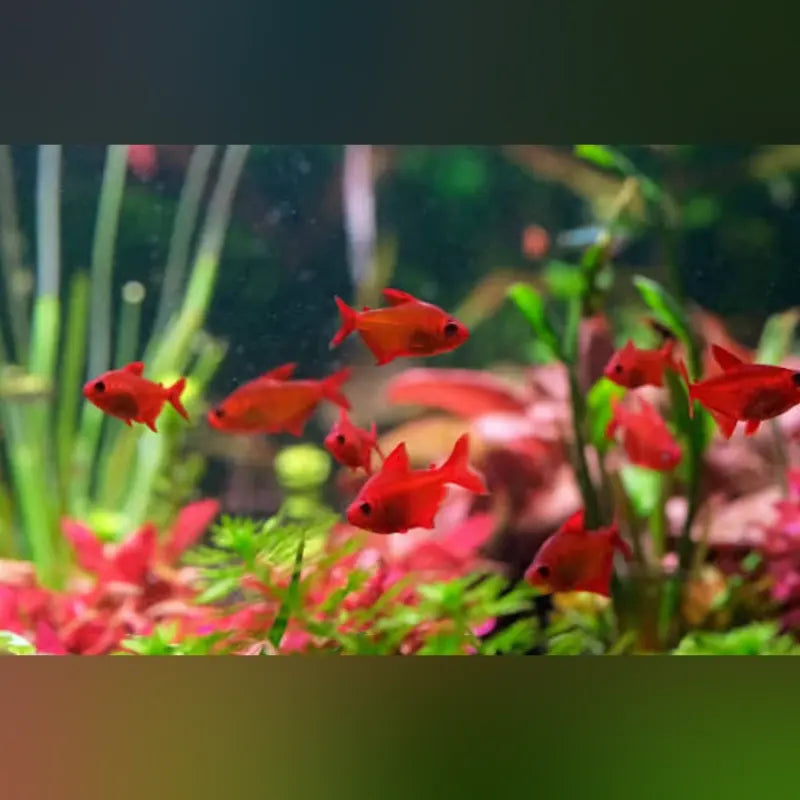 Red Cherry Tetra