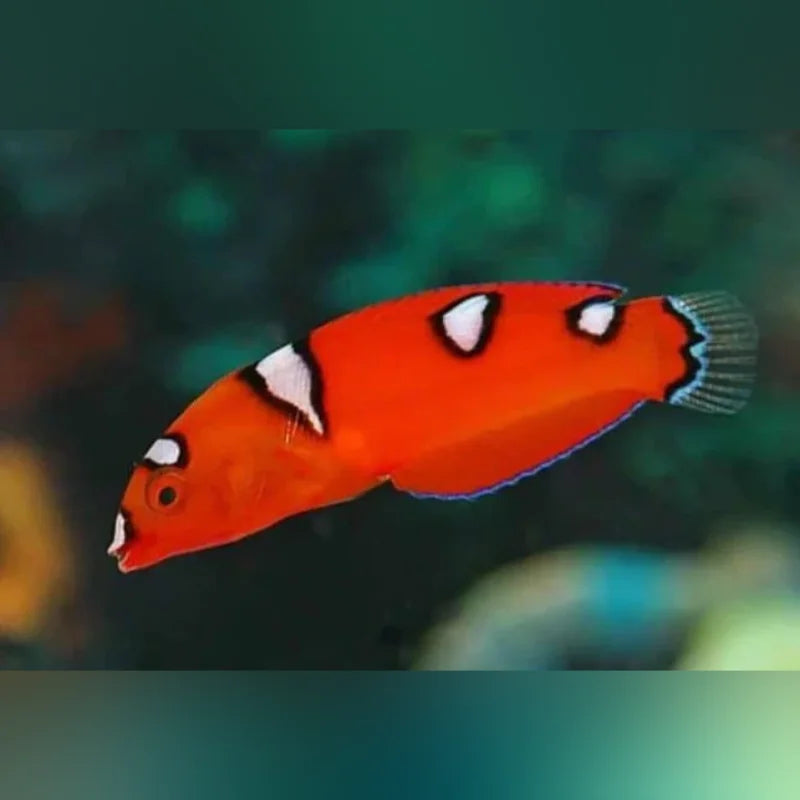 Red Coris Wrasse
