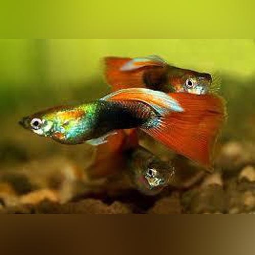 Male Red Delta Guppy
