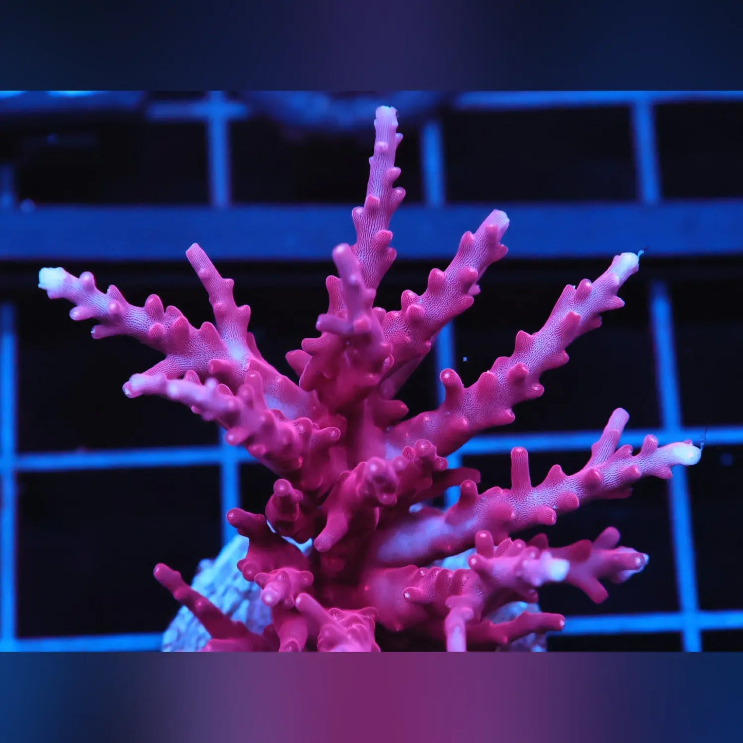 Red Dragon Acropora