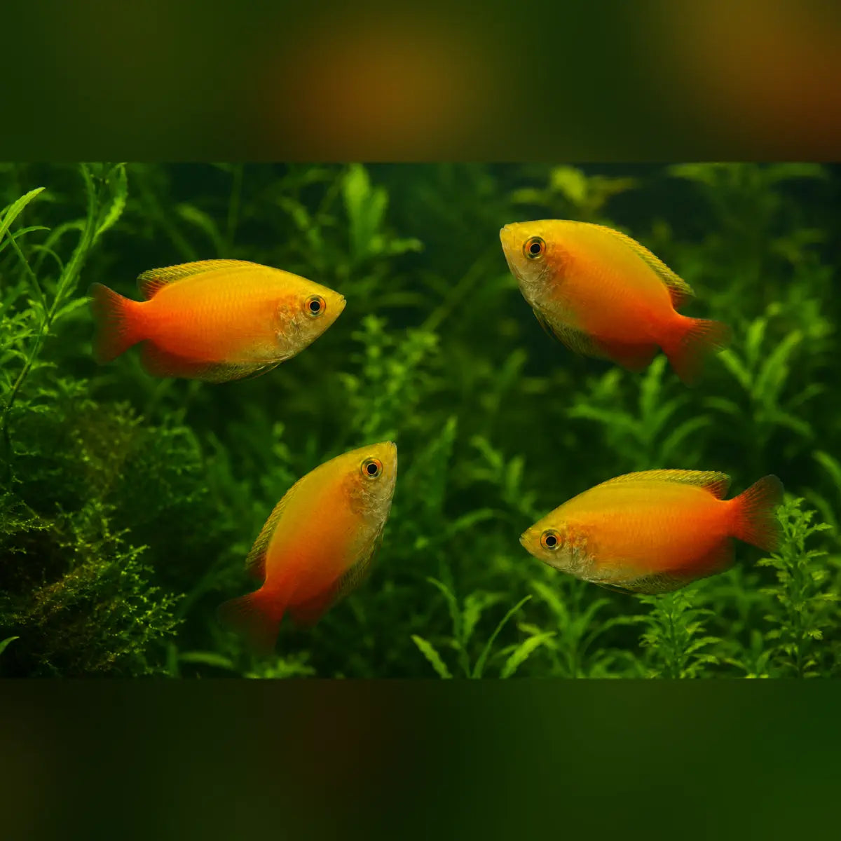 Red Gold Honey Dwarf Gourami (School of 4)