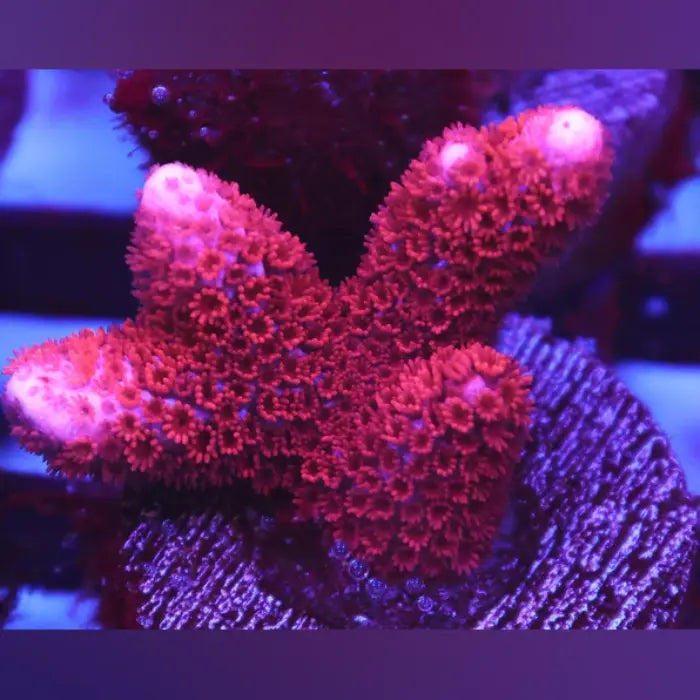 Red Montipora Digitata