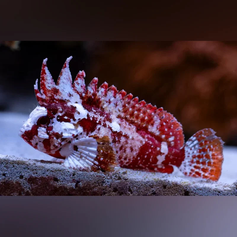 Red and white scorpionfish on a rock with a blurred background