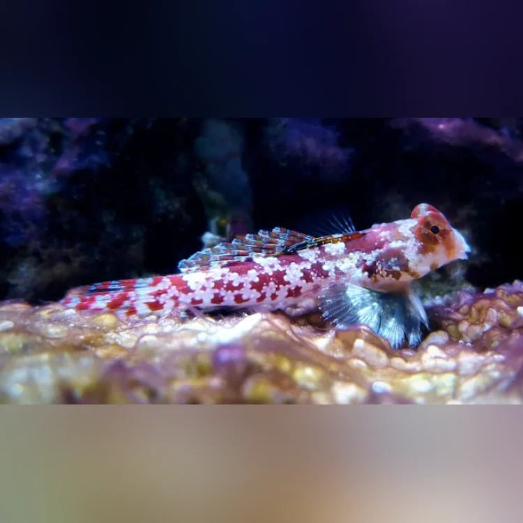 Red Scooter Blenny