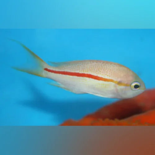 Red Stripe Anthias
