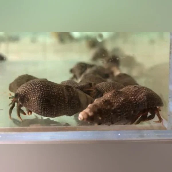 Red Leg Hermit Crab