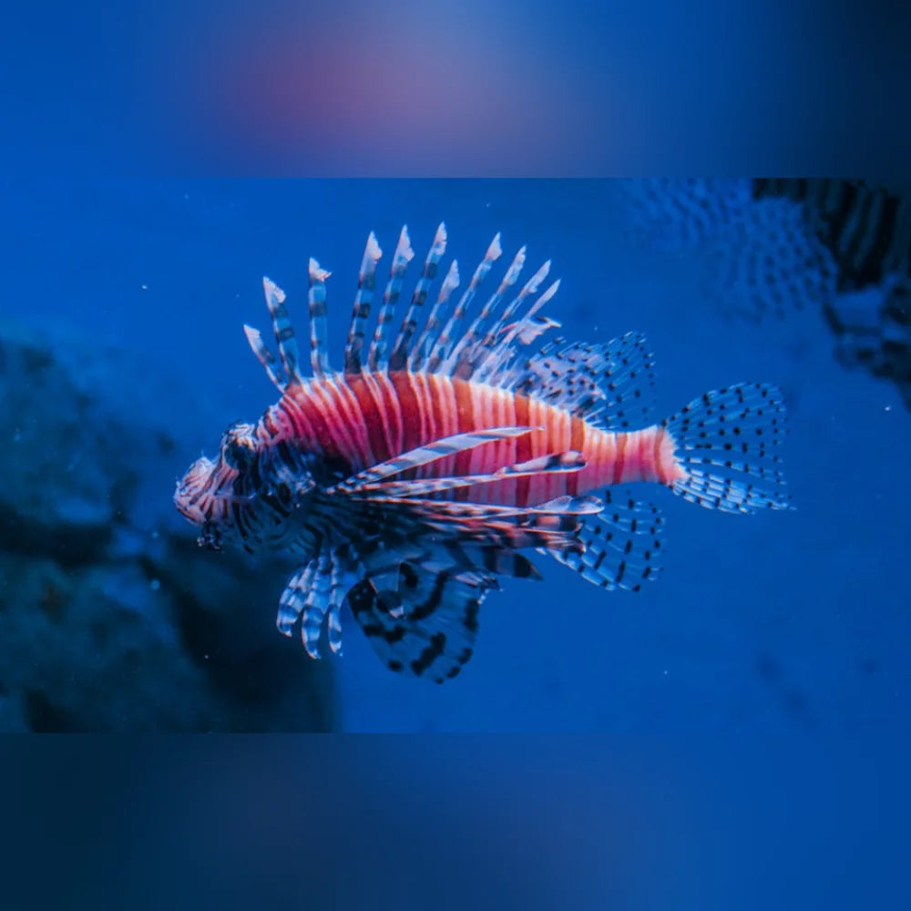 Volitan Lionfish
