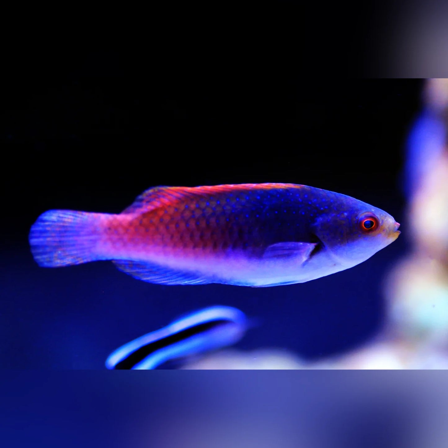 Red and Blue Fairy Wrasse