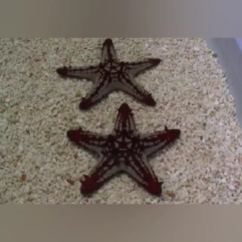 General Starfish