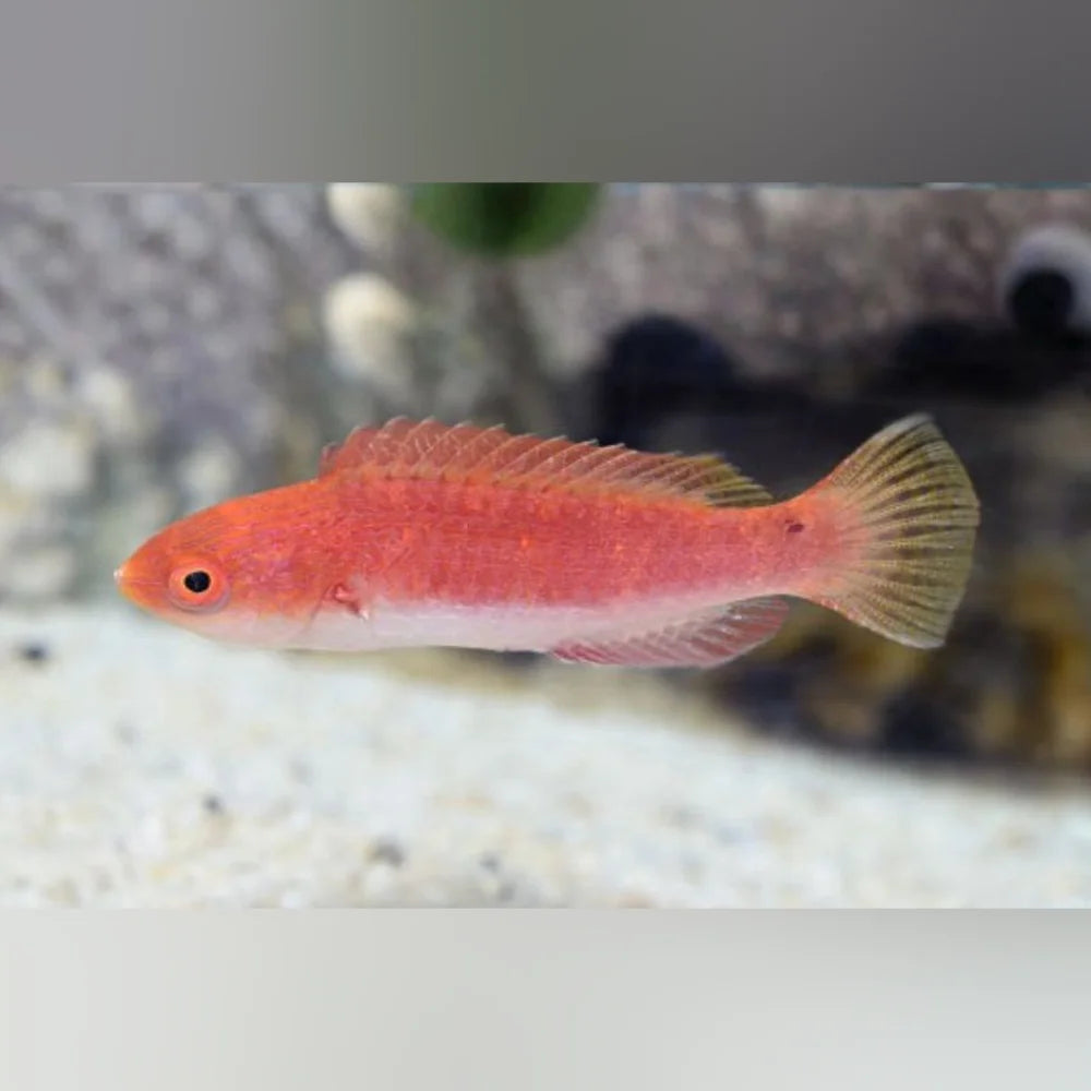 Redfin Fairy Wrasse