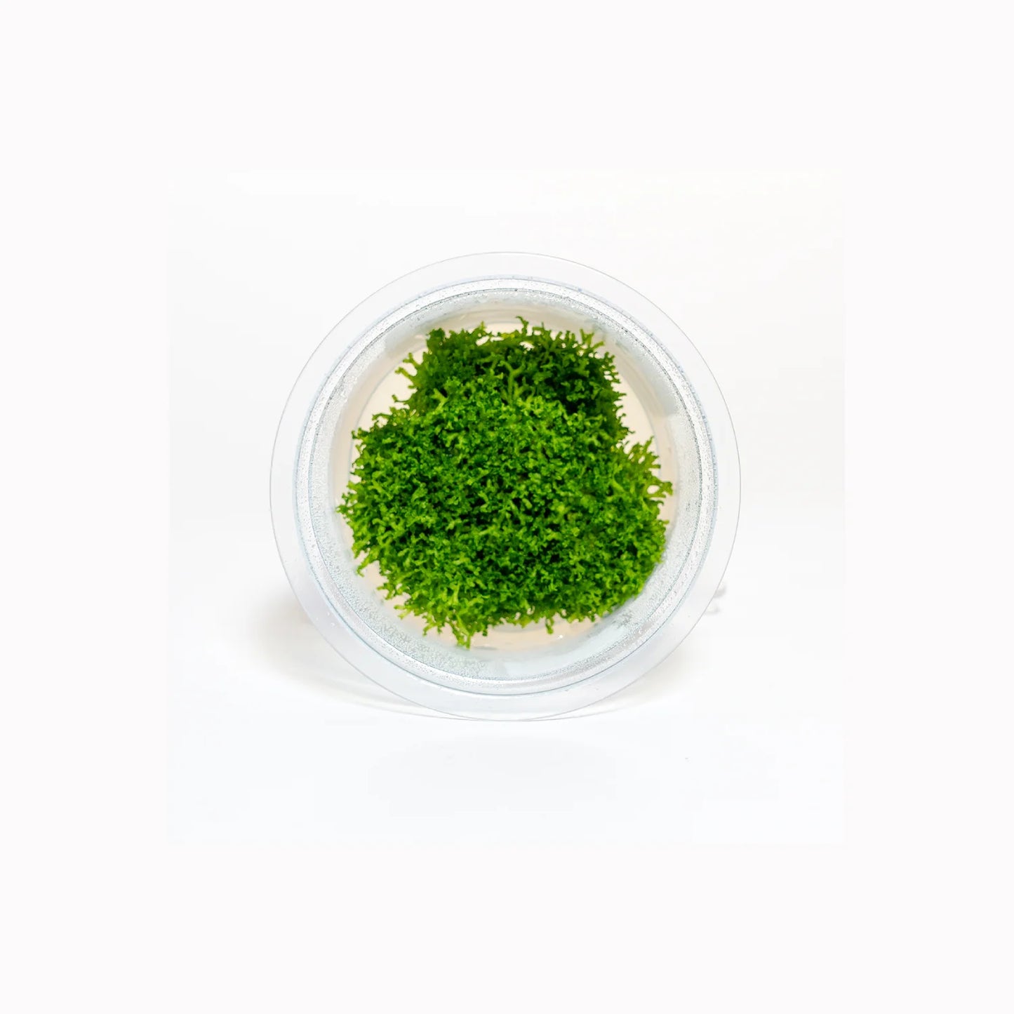 Riccia fluitans - Tissue Culture