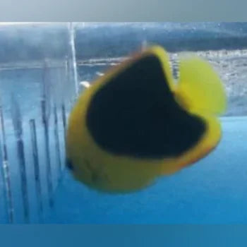 Rock Beauty Angelfish