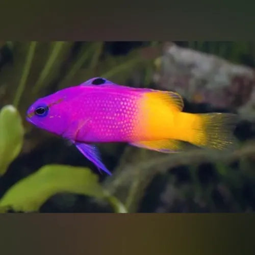 Royal Gramma Basslet