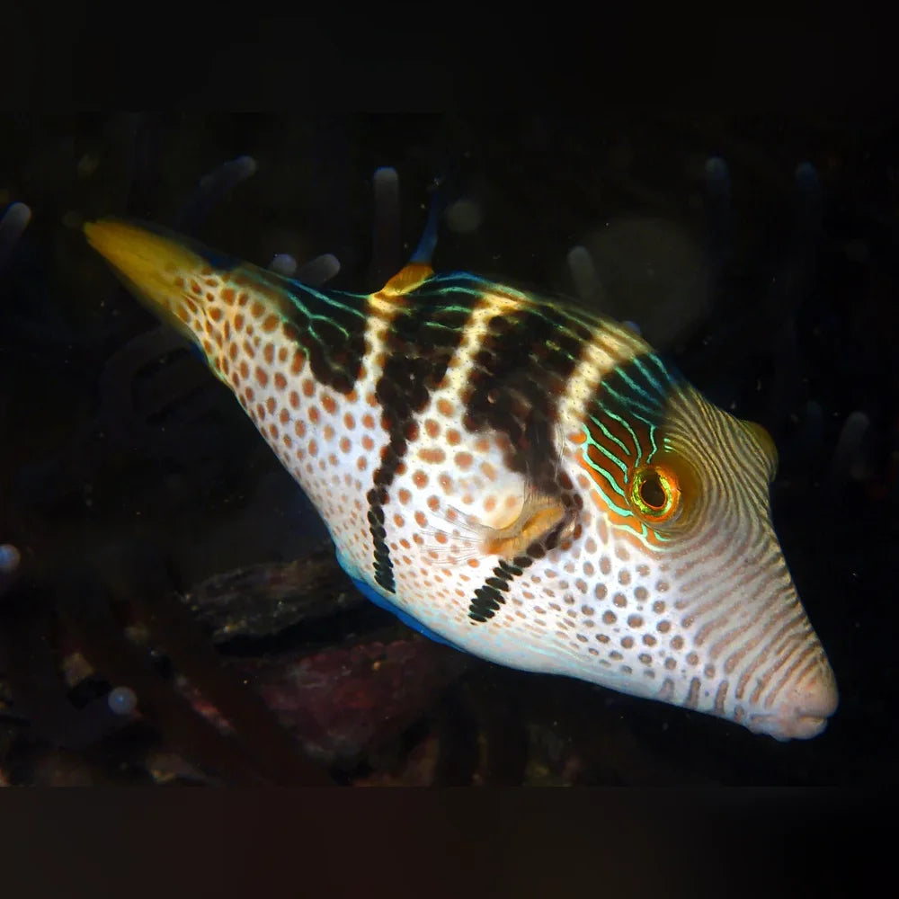 Decorative fish with a spotted pattern on a dark background
