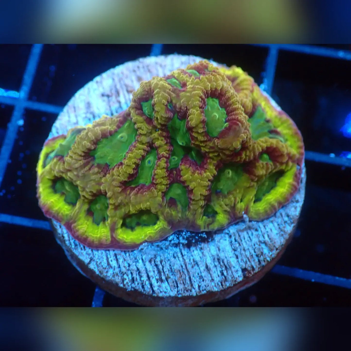 Scorpion King Favites Brain